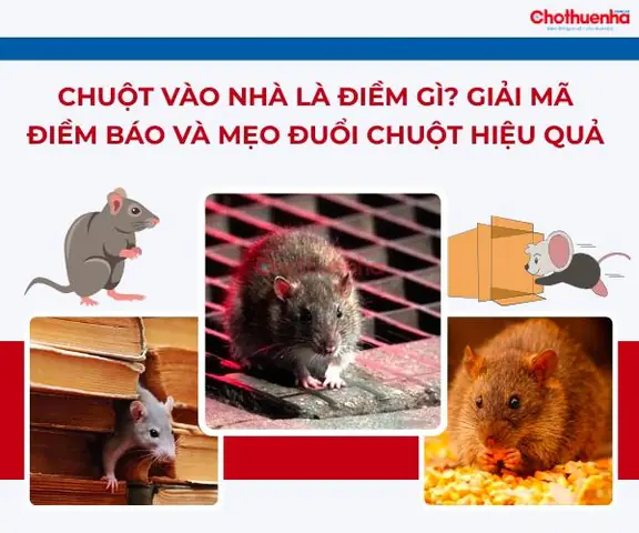 Chuột Tự Chết Trong Nhà La Điềm Gì