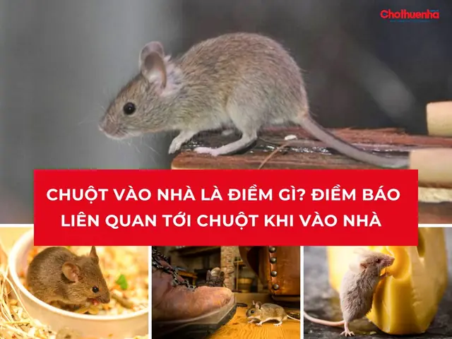 Chuột Tự Chết Trong Nhà La Điềm Gì