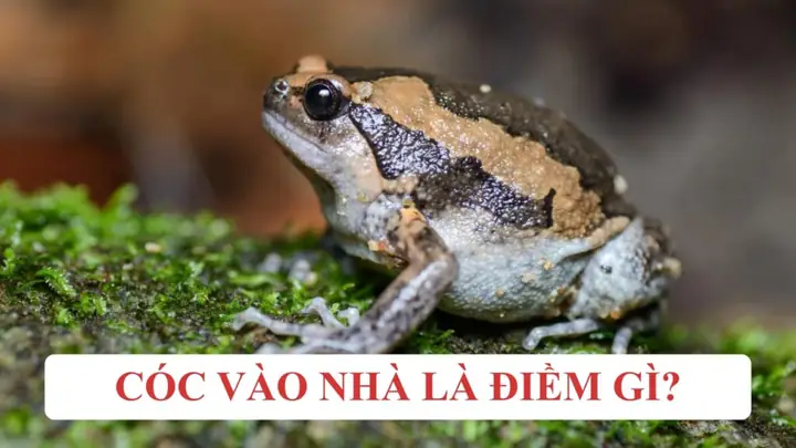 Cóc Nhái Vào Nhà Là Điềm Gì Cóc Nhái Vào Nhà Là Điềm Gì