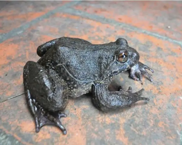 Cóc Nhái Vào Nhà Là Điềm Gì Cóc Nhái Vào Nhà Là Điềm Gì