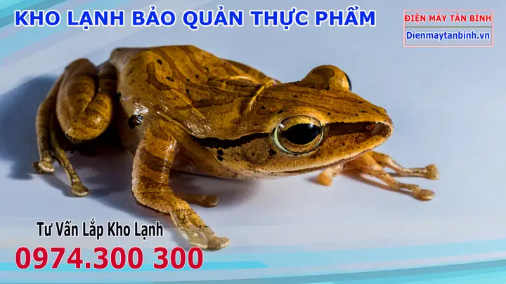 Cóc Nhái Vào Nhà Là Điềm Gì Cóc Nhái Vào Nhà Là Điềm Gì