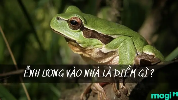 Cóc Nhái Vào Nhà Là Điềm Gì