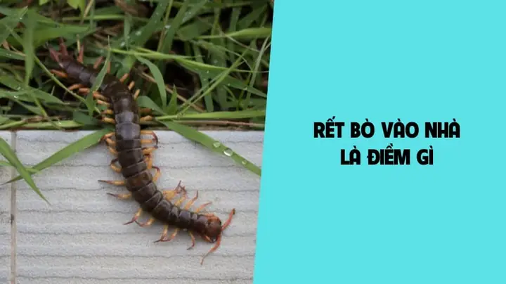 Con Công Bò Vào Nhà Là Điềm Gì