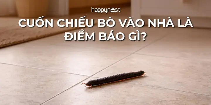 Con Công Bò Vào Nhà Là Điềm Gì Con Công Bò Vào Nhà Là Điềm Gì