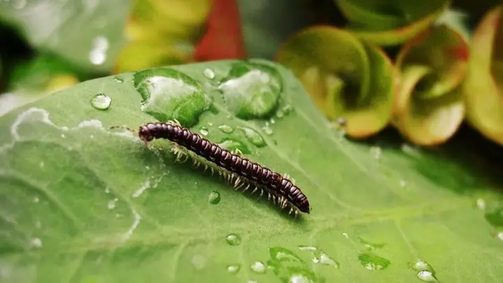 Con Công Bò Vào Nhà Là Điềm Gì Con Công Bò Vào Nhà Là Điềm Gì