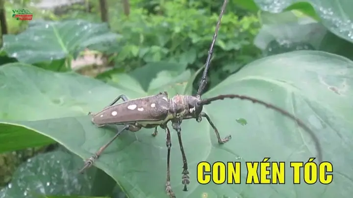 Con Xén Tóc Bay Vào Nhà La Điềm Gì