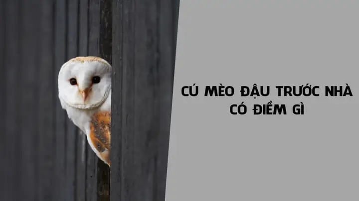 Cú Mèo Đậu Trước Nhà Có Điềm Gì