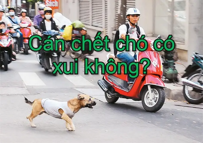 Đâm Phải Chó Có Điềm Gì