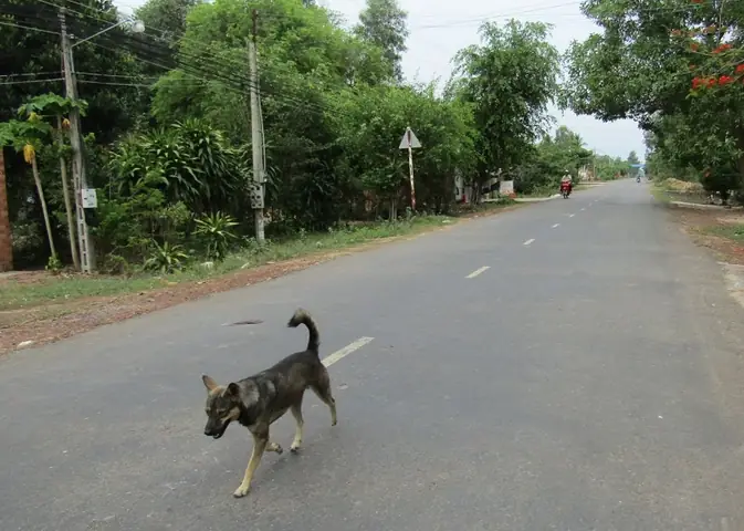 Đâm Phải Chó Có Điềm Gì