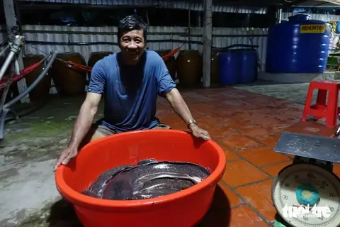 Đàn Ông Đầu Cá Trê Tướng Số Đàn Ông Đầu Cá Trê Tướng Số