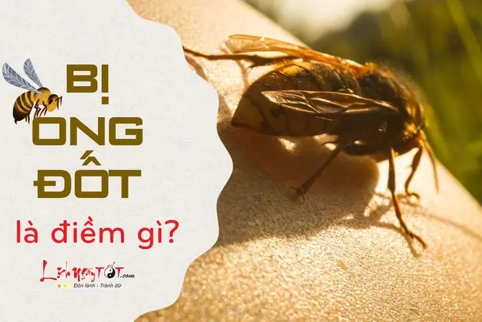 Đầu Năm Bị Ong Đốt La Điềm Gì Đầu Năm Bị Ong Đốt La Điềm Gì
