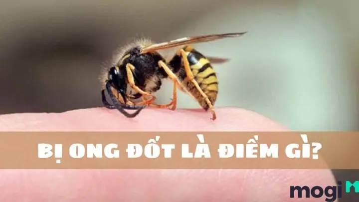 Đầu Năm Bị Ong Đốt La Điềm Gì Đầu Năm Bị Ong Đốt La Điềm Gì