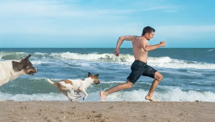 Đi Đường Bị Chó Đuổi La Điềm Gì
