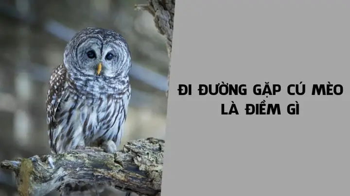 Đi Đường Gặp Tai Nạn Là Điềm Gì