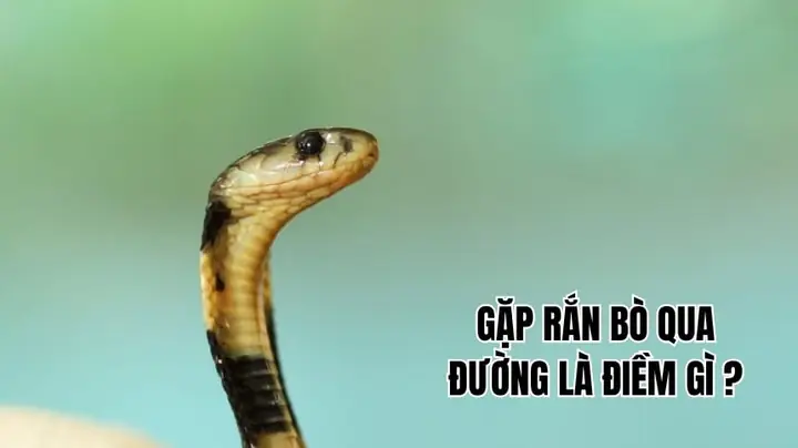 Đi Về Gặp Rắn Là Điềm Gì