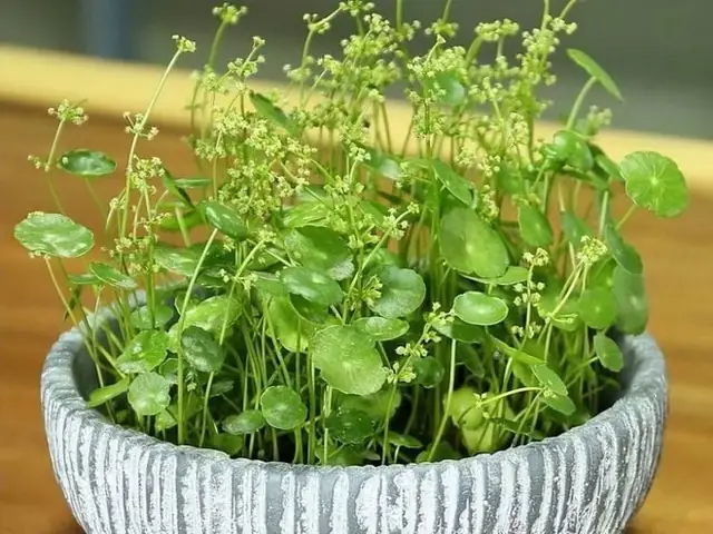 Điềm Báo Gở