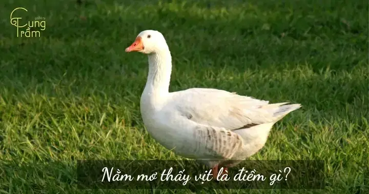 Điềm Báo Nằm Mơ Gặp Vịt Vàng Điềm Báo Nằm Mơ Gặp Vịt Vàng