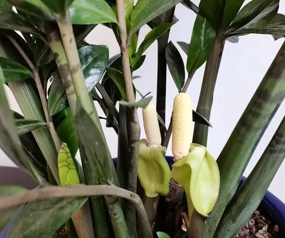 Điềm Lành Là Gì