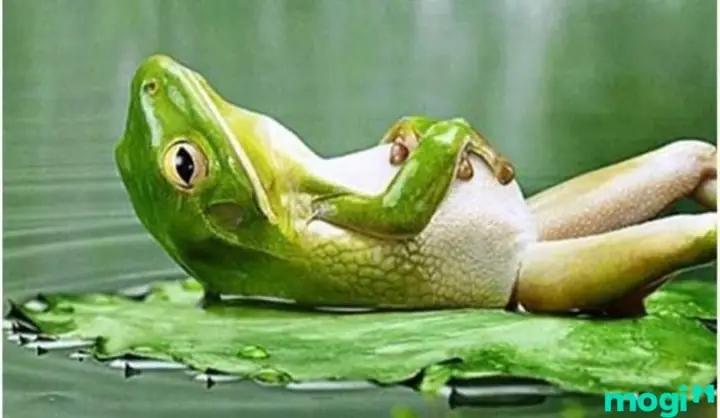 Ễnh Ương Vào Nhà La Điềm Gì