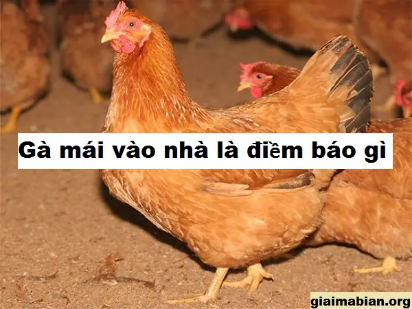 Gà Mái Vào Nhà De Trứng La Điềm Gì