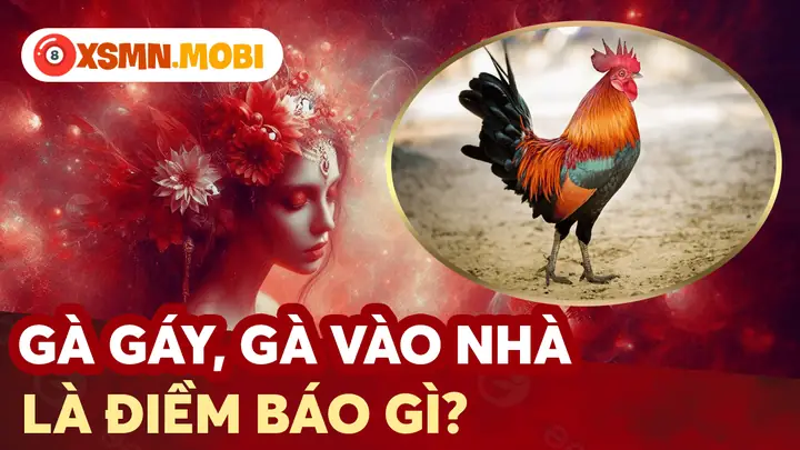Gà Mái Vào Nhà De Trứng La Điềm Gì