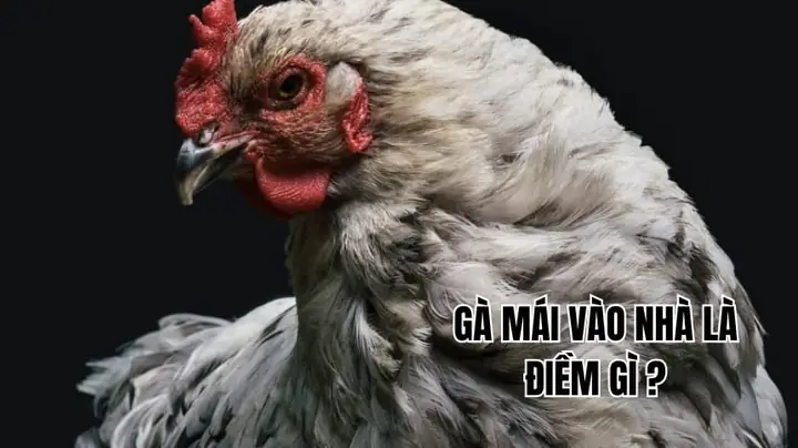 Gà Trang Vào Nhà Có Điềm Gì