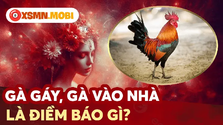 Gà Trang Vào Nhà Có Điềm Gì
