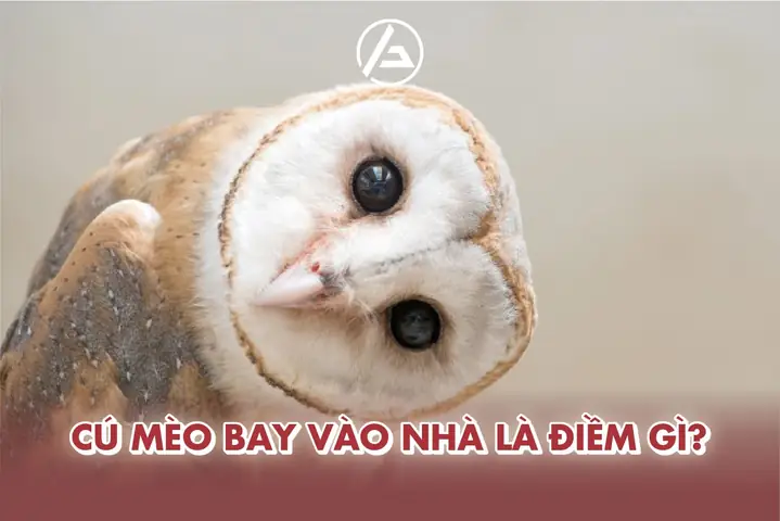 Gặp Cú Mèo Ban Đêm La Điềm Gì
