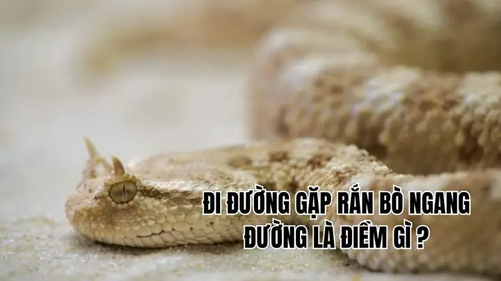 Gặp Rắn Bò Qua Đường La Điềm Gì