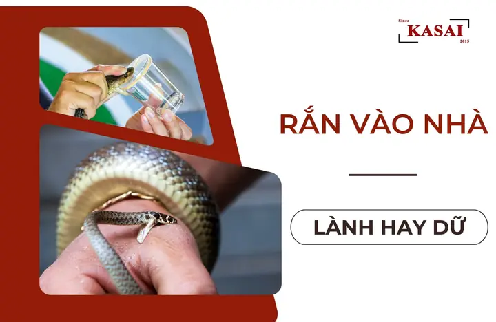 Gặp Rắn Trong Vườn Nhà La Điềm Gì