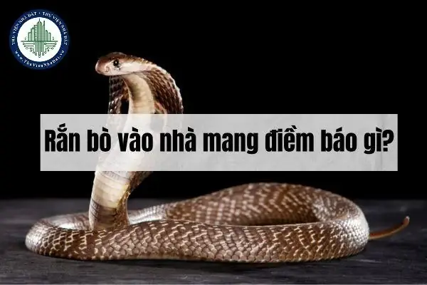 Gặp Rắn Trong Vườn Nhà La Điềm Gì