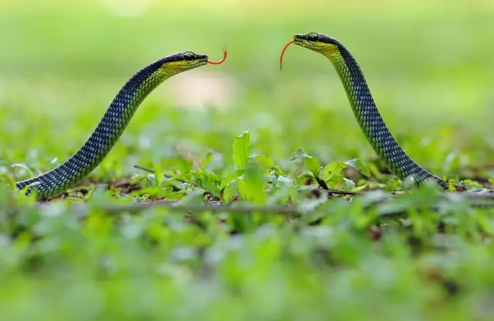 Gặp Rắn Trong Vườn Nhà La Điềm Gì