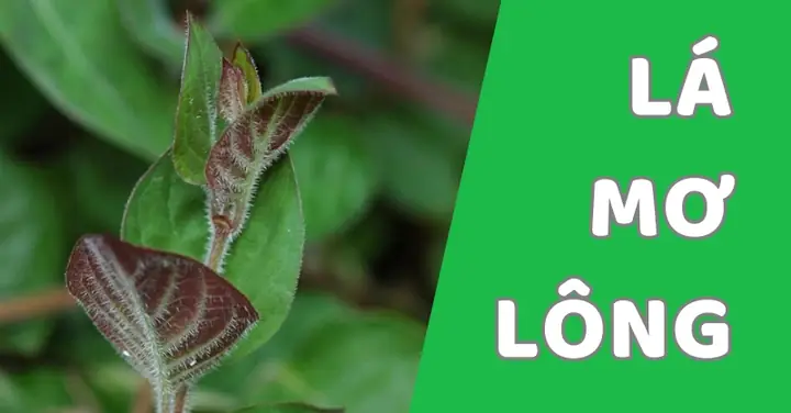 Giá Lá Mơ Lông Tác Dụng Phong Thủy