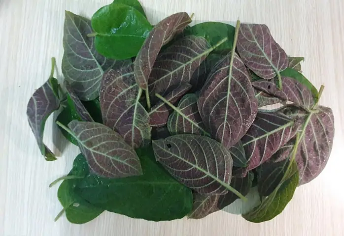 Giá Lá Mơ Lông Tác Dụng Phong Thủy