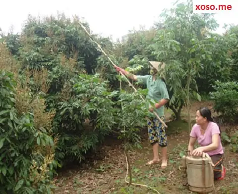 Giải Mã Giấc Mơ Ăn Quả Nhan