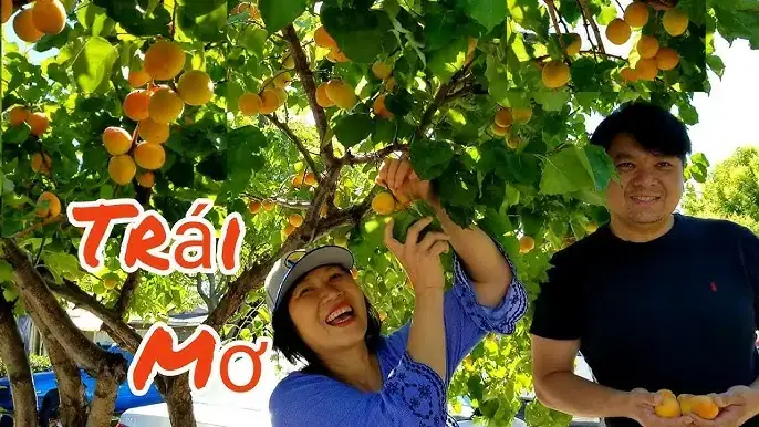 Giải Mã Giấc Mơ Ăn Quả Nhan