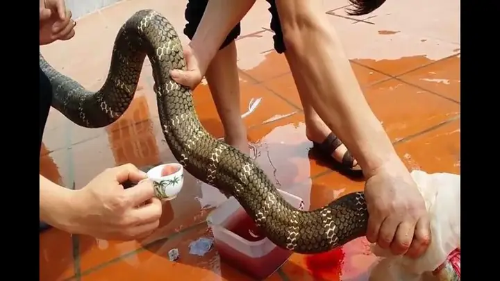 Giải Mã Giấc Mơ Ăn Thịt Dê