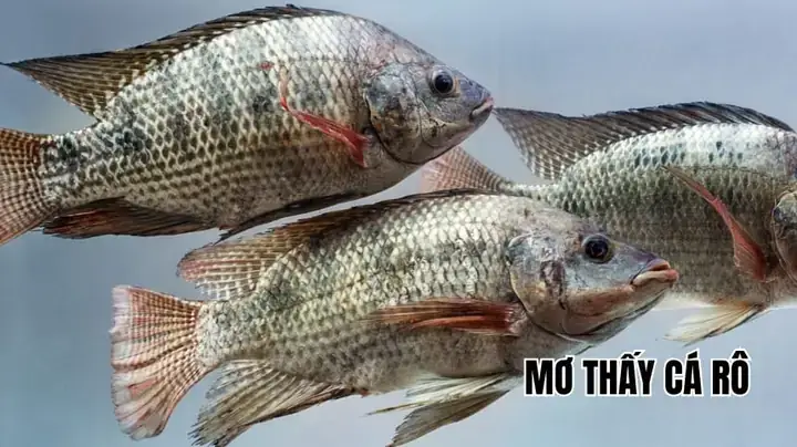 Giải Mã Giấc Mơ Bắt Được Cá