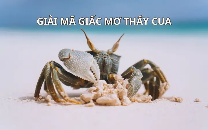 Giải Mã Giấc Mơ Bắt Được Cua