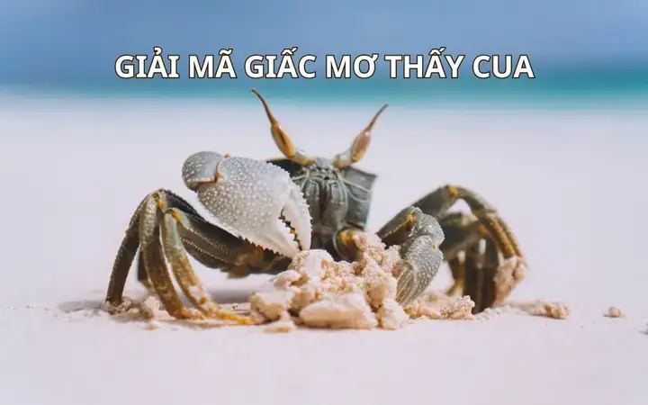 Giải Mã Giấc Mơ Bắt Được Cua