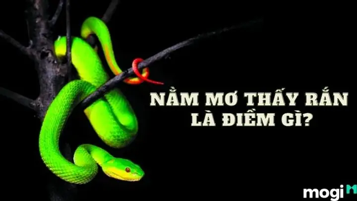Giải Mã Giấc Mơ Bắt Được Nhiều Tôm