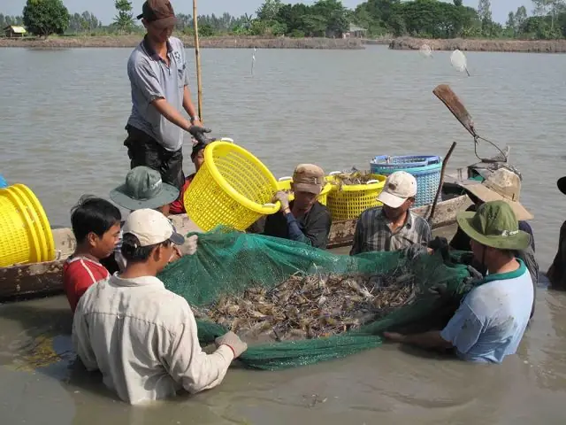 Giải Mã Giấc Mơ Bắt Được Nhiều Tôm
