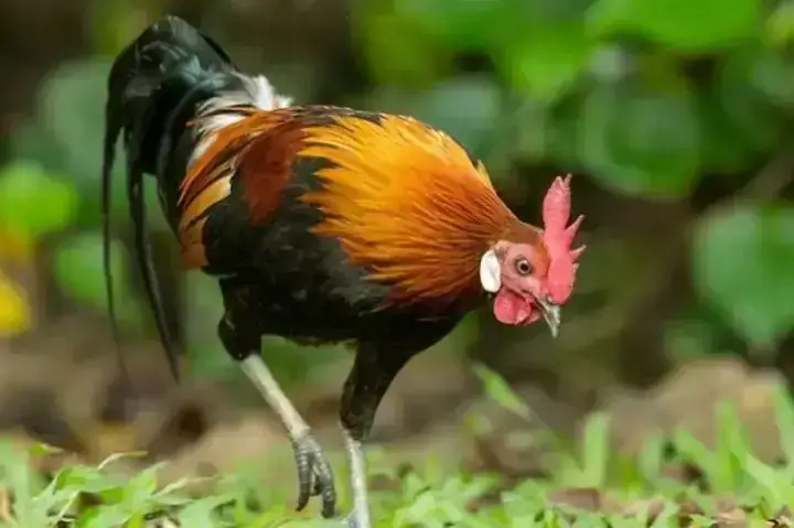 Giải Mã Giấc Mơ Bị Côn Trùng Cắn Chảy Máu Giải Mã Giấc Mơ Bị Côn Trùng Cắn Chảy Máu