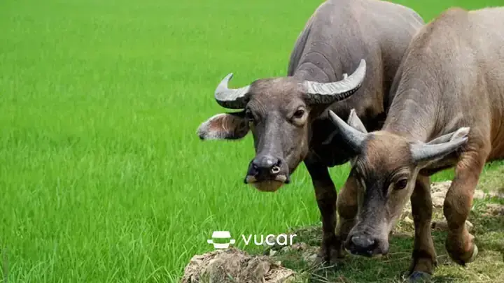 Giải Mã Giấc Mơ Bị Côn Trùng Cắn Chảy Máu