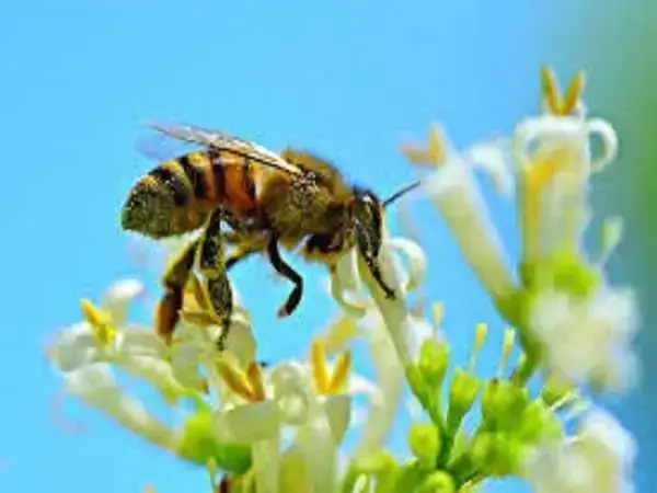Giải Mã Giấc Mơ Bị Ong Đuổi