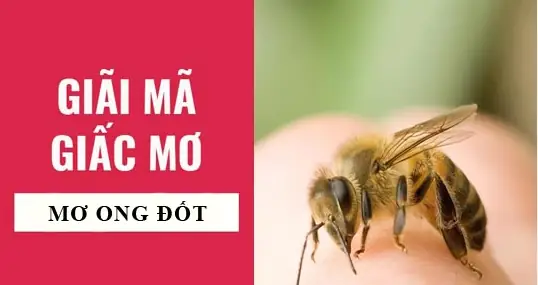 Giải Mã Giấc Mơ Bị Ong Đuổi