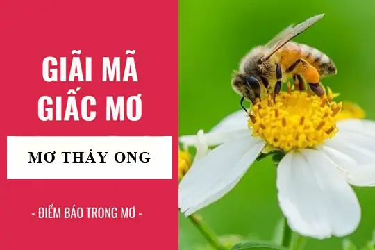 Giải Mã Giấc Mơ Bị Ong Đuổi