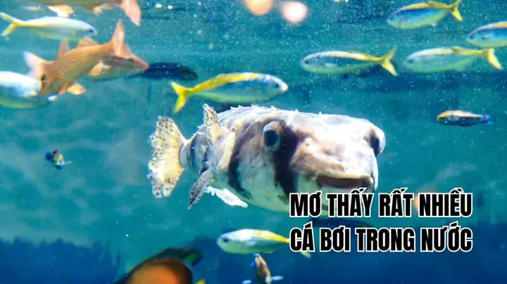 Giải Mã Giấc Mơ Bơi Trong Nước