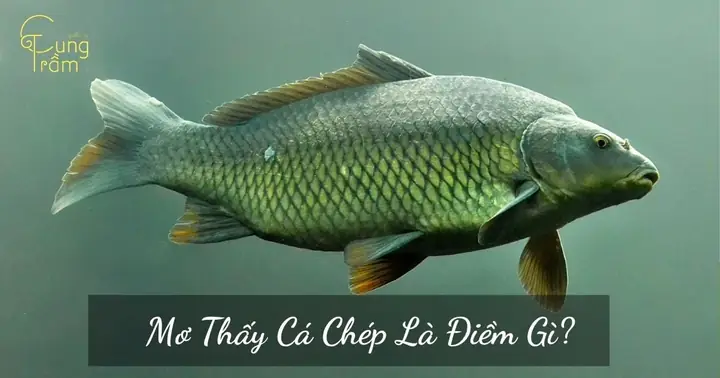 Giải Mã Giấc Mơ Câu Được Cá Chép