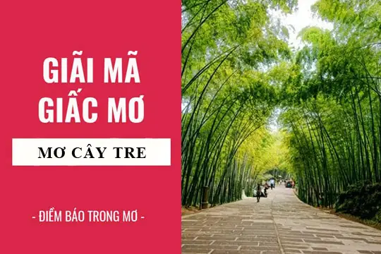 Giải Mã Giấc Mơ Gặp Cây Tre Giải Mã Giấc Mơ Gặp Cây Tre